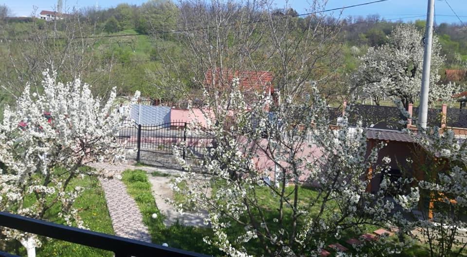 Casa Liana Ξενοδοχείο Oradea Εξωτερικό φωτογραφία